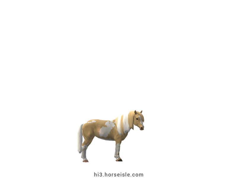 South African Miniature Horse Amber Cream Pearl Tovero Coat